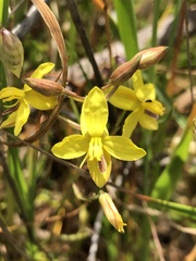 Cyanella lutea