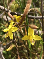 Cyanella lutea