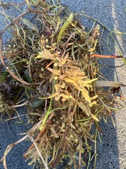 Sargassum fluitans