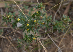 Stylosanthes scabra