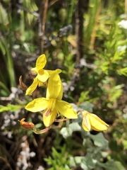 Cyanella lutea