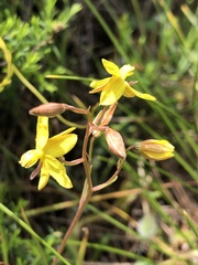 Cyanella lutea