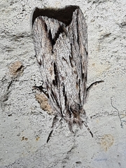 Ecnomodes sagittaria