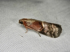 Acrobasis bellulella