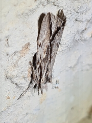 Ecnomodes sagittaria