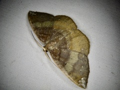 Astygisa chlororphnodes