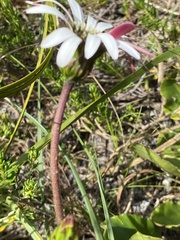 Gerbera crocea