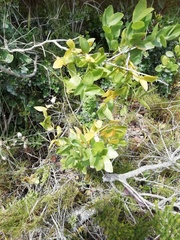 Asparagus asparagoides