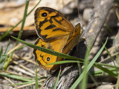 Heteronympha merope