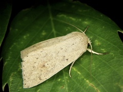 Mythimna placida