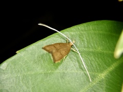 Lecitholaxa thiodora