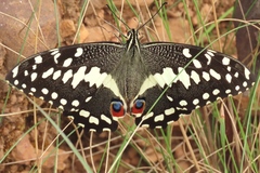 Papilio demodocus