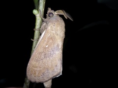 Dendrolimus spectabilis