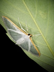 Palpita nigropunctalis