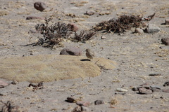 Geositta cunicularia