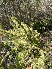 Struthiola striata