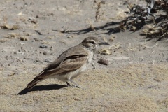Geositta cunicularia