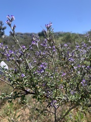 Psoralea hirta