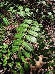 Comocladia platyphylla