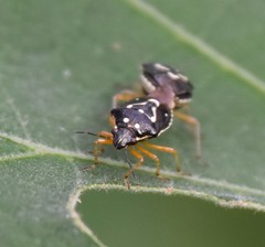 Mormidea pama