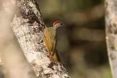 Campethera cailliautii