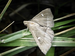 Cidariplura gladiata