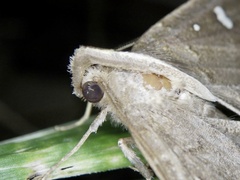 Cidariplura gladiata
