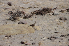 Geositta cunicularia