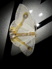 Macrocilix mysticata