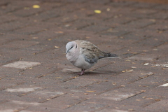 Streptopelia capicola