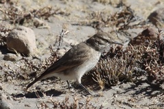 Geositta cunicularia