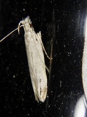 Hypatima excellentella