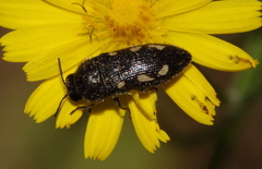 Acmaeodera bipunctata