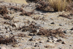 Geositta cunicularia
