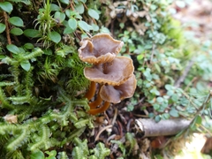 Craterellus tubaeformis