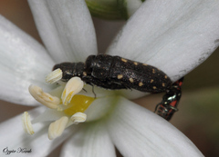 Acmaeodera saxicola