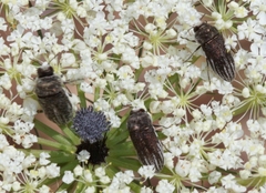 Acmaeoderella farinosa