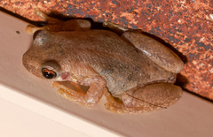 Litoria balatus