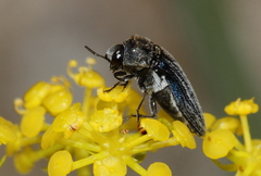 Acmaeoderella villosula