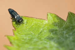 Agrilus