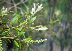 Melaleuca paludicola
