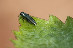 Agrilus