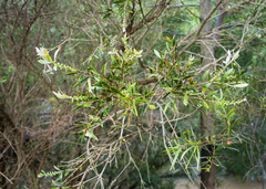 Melaleuca paludicola