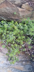 Centella