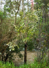 Melaleuca paludicola