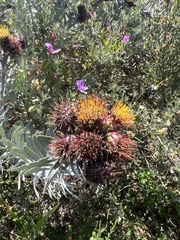 Leucospermum parile