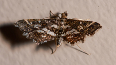Diasemiopsis ramburialis