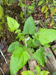 Munnozia