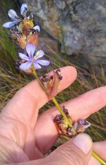 Aristea bracteata