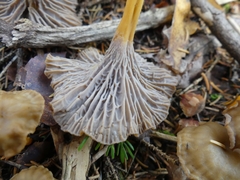 Craterellus tubaeformis